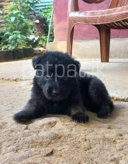 German Shepherd Long Coat