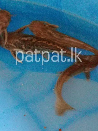 Wood-Catfish Breeding Pairs