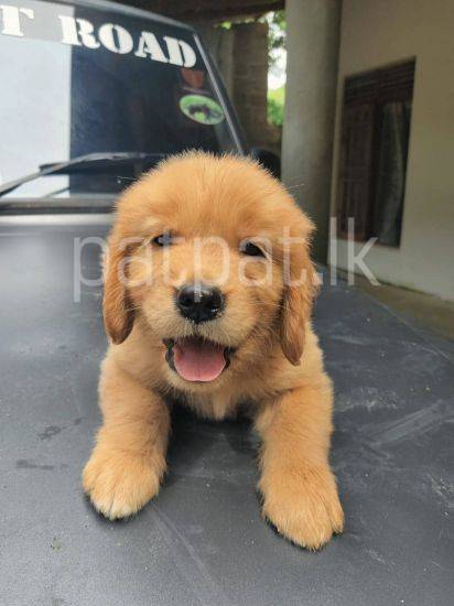 Golden Retriever Female Puppy CKC Registered