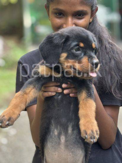 Rottweiler