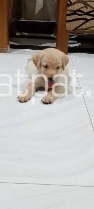 Labrador Puppies