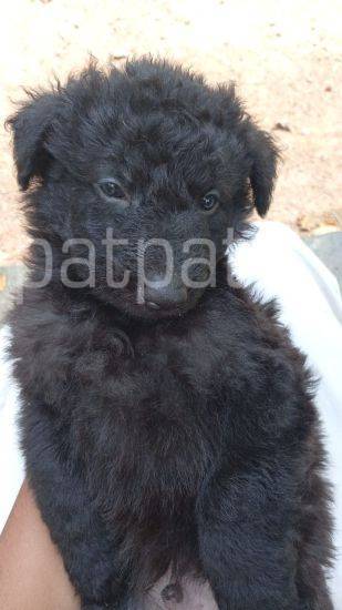 German Shepard Long Coat Puppies