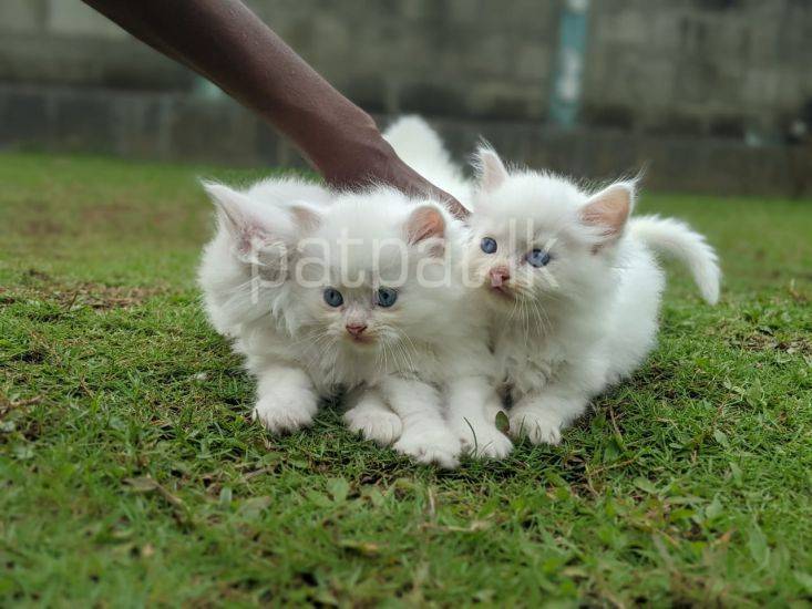 Pure White Persian Cats