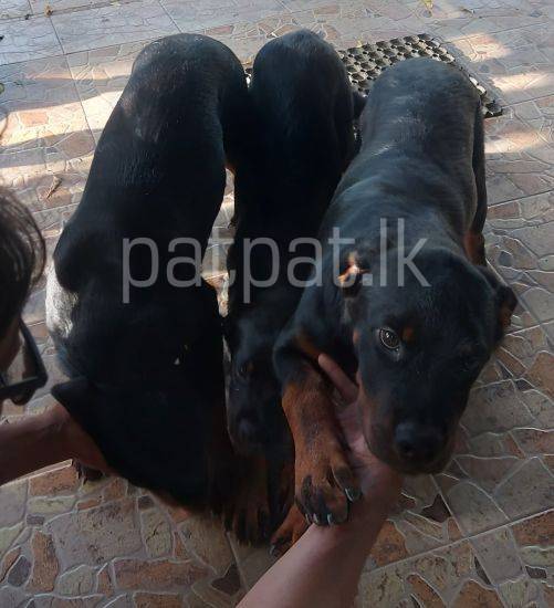 Rottweiler Puppies