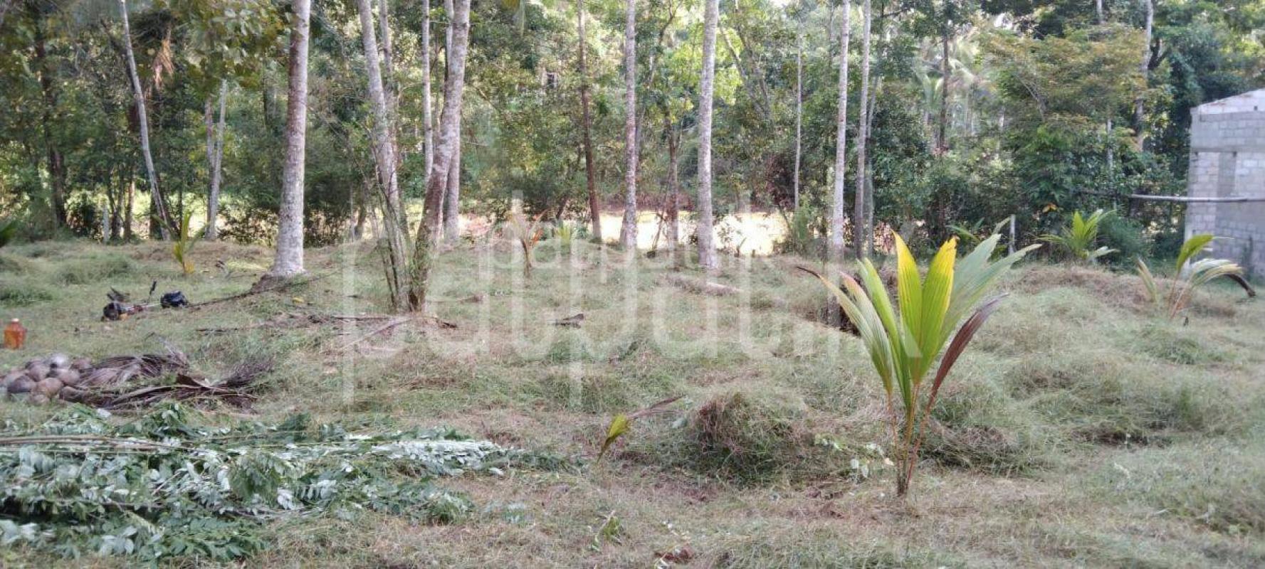 Land for Sale in Divulapitiya ads-image-1