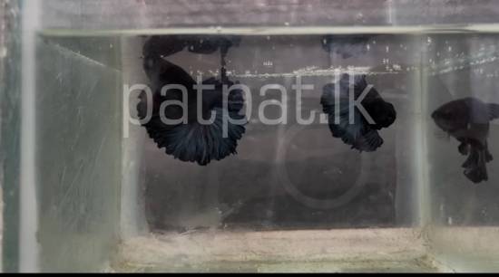 Rosetail Bettas