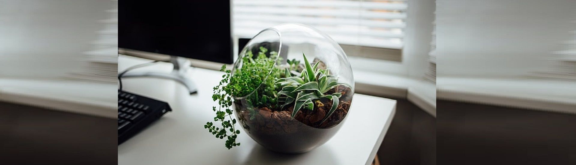 Terrarium House cover photo