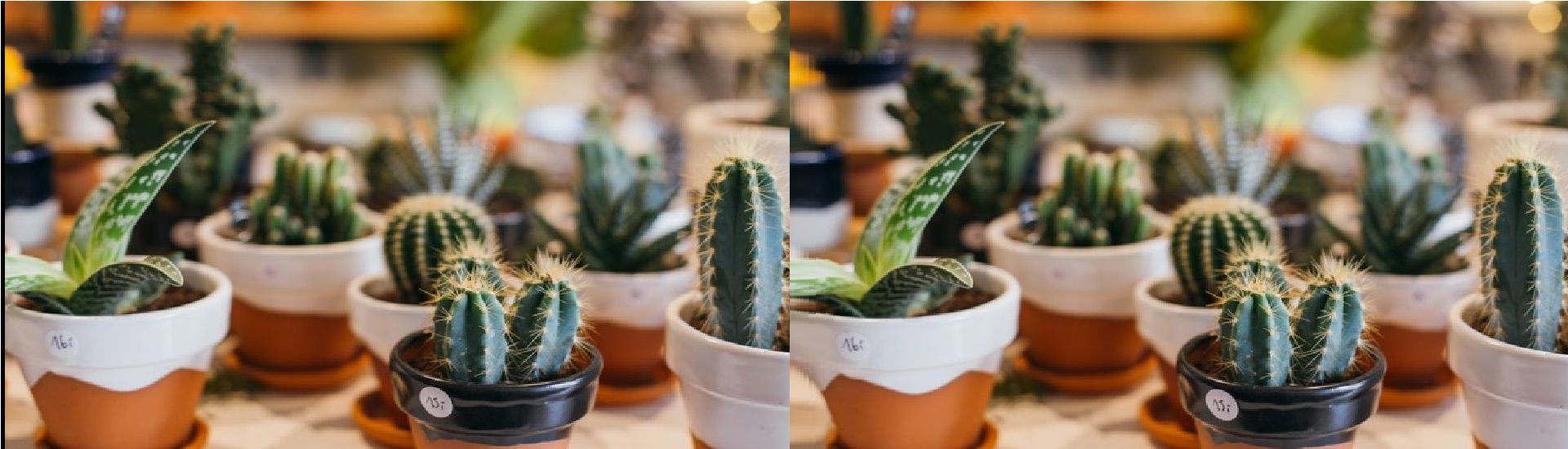 Green Gift Pots cover photo