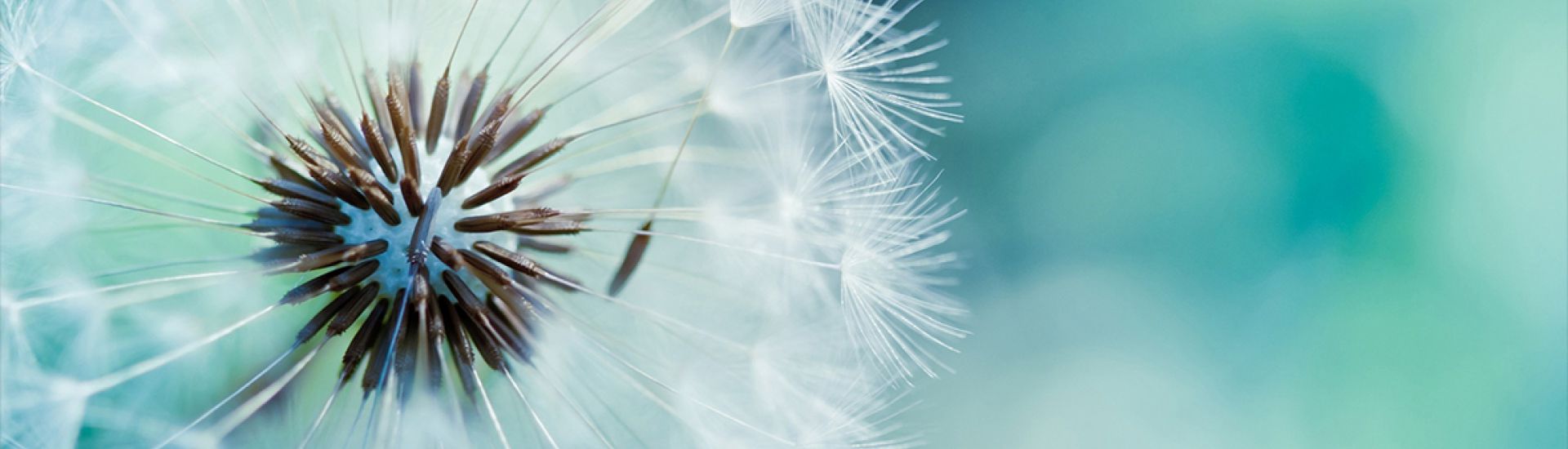 Wasana Plant nursery cover photo