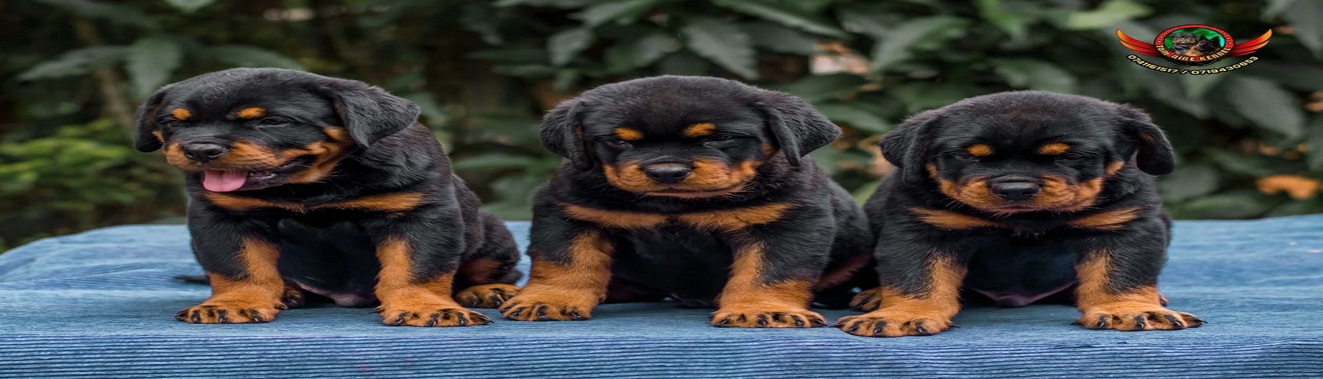 Pet Food Lanka Anuradhapura cover photo