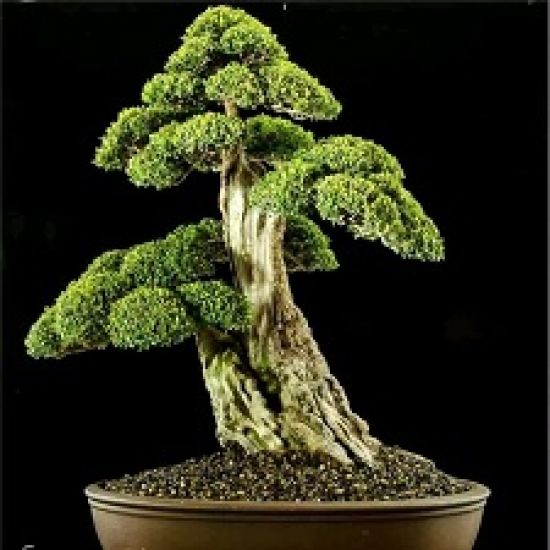 AA Bonsai Plants logo