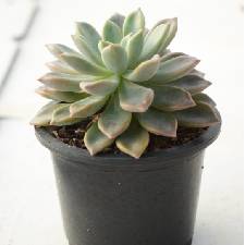 The Flower Bee Flora logo