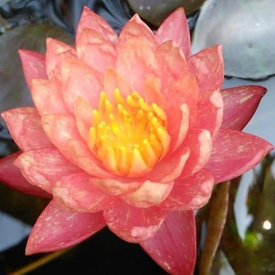 Wasana Plant nursery logo